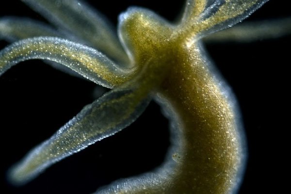 Кракен магазин kraken clear com