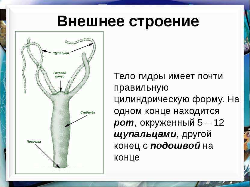 Кракен это что за магазин